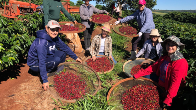 Com crédito, tecnologia e capacitação, Estado garante apoio às mulheres do campo