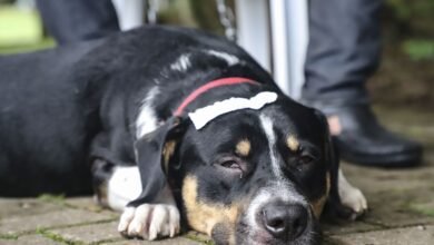 Prefeitura de Curitiba oferece 3.830 vagas para castrações gratuitas de cães e gatos em março