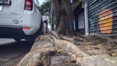 Plantio de árvores em ruas de Curitiba precisa ter autorização do Meio Ambiente; espécies erradas causam problemas