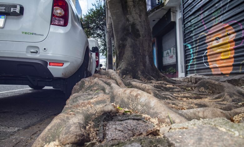 Plantio de árvores em ruas de Curitiba precisa ter autorização do Meio Ambiente; espécies erradas causam problemas