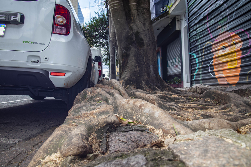 Plantio de árvores em ruas de Curitiba precisa ter autorização do Meio Ambiente; espécies erradas causam problemas