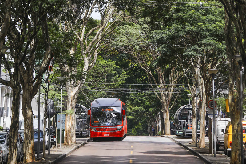 Censo do IBGE mostra que Curitiba é a capital com vias mais arborizadas do Sul e Sudeste do Brasil