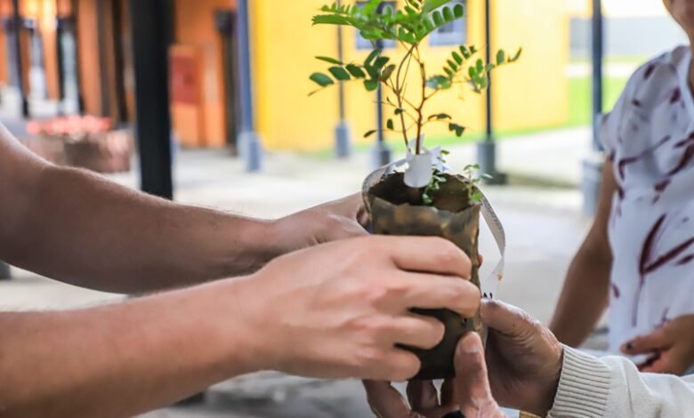 Prefeitura de Curitiba distribui mais 10 mil mudas de árvores gratuitamente; veja a programação