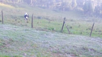 O frio e a geada chegaram: Curitiba e 37 cidades têm a menor temperatura do ano