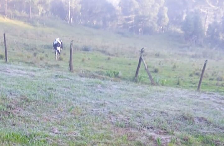 O frio e a geada chegaram: Curitiba e 37 cidades têm a menor temperatura do ano