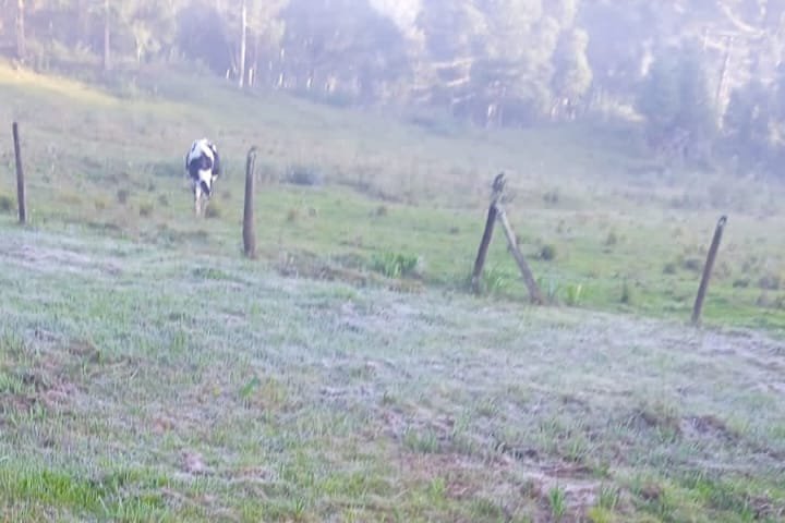 O frio e a geada chegaram: Curitiba e 37 cidades têm a menor temperatura do ano