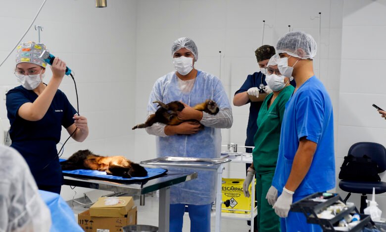 20 macacos-prego resgatados pelo IAT terão como novo lar o Zoológico de Curitiba