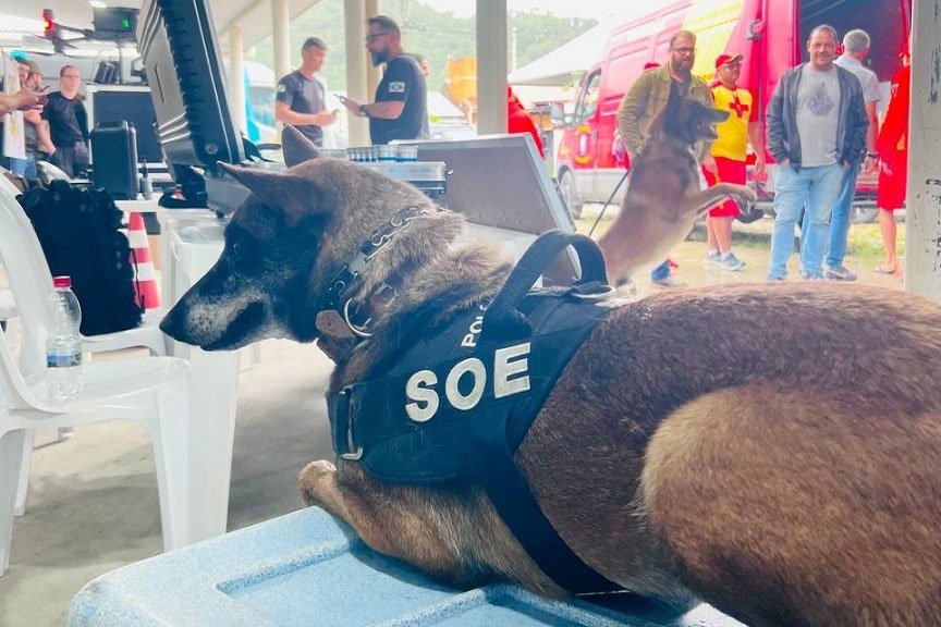 Cãominhada da PPPR é adiada para 7 de junho; inscrições são prorrogadas