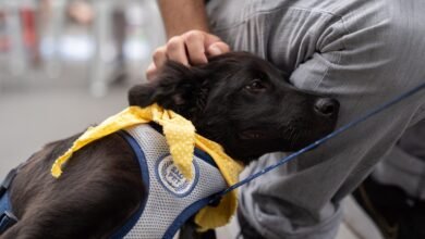 Curitiba: proposta cria diretrizes para doação de alimentos à causa animal