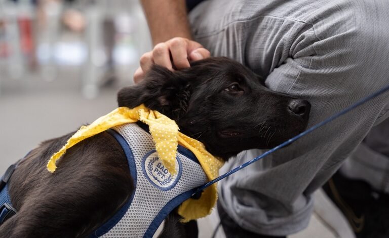 Curitiba: proposta cria diretrizes para doação de alimentos à causa animal