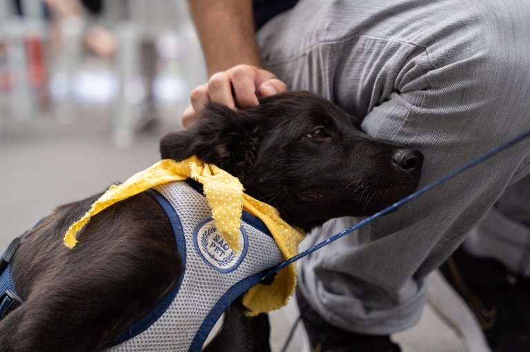 Curitiba: proposta cria diretrizes para doação de alimentos à causa animal